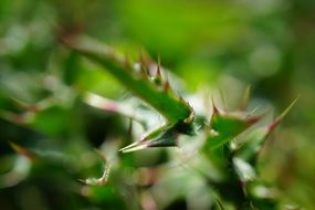 thistle thorns macro photo