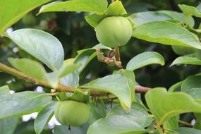 unripe persimmon on the tree