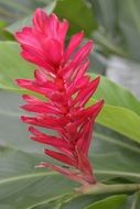exotic red flower