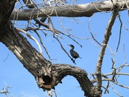 perched cormorant on the tree