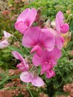 wild flowers in the public garden
