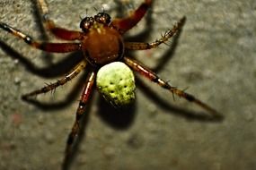 closeup photo of pumpkin spider