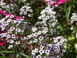 Fly on the white flowers