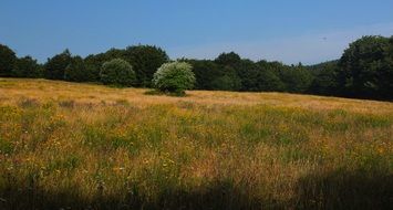 landscape of Meadow in a forest