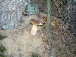 edible forest mushroom