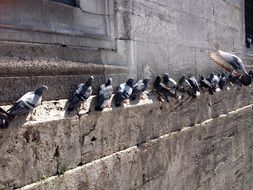 pigeons sitting in row on old stone wall in Turkey