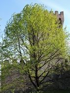 green tree near the medieval castle, italy, este