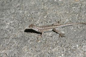 closeup picture of lizard in habitat