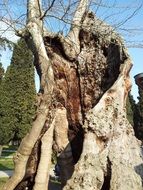 dry dead tree in a grove