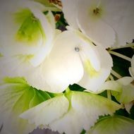 white christmas flowers