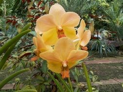 huge light yellow orchid close up