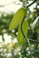 bright green leaves of a tropical plant