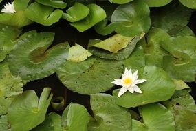 green leaves and white water lily