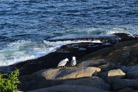 Seagulls on Stone seashore
