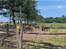 Photo of horses are in paddock
