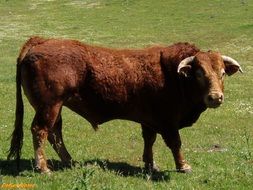 bull on the pasture