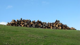 tree trunks on a green hill