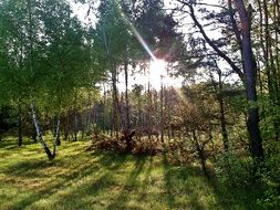 sun in the branches of deciduous forest