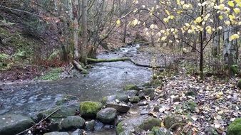 extraordinary beautiful forest river