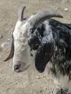 black and white goat head