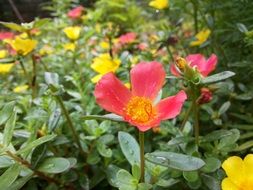 red and yellow portulaca flowers