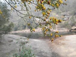 trees in fog in the countryside