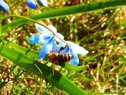 bee on scilla flower at early spring