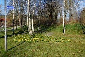 green meadow among birches