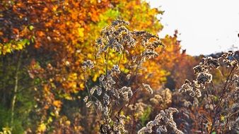 dry grass and autumn trees in the forest