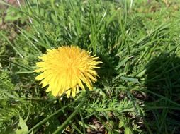 dandelion bloom on meadow