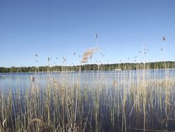 dry reed in the water near the shore