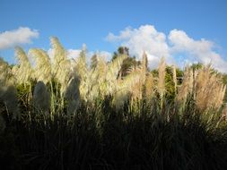 Grass on the field