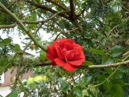 beautiful rose on the branch