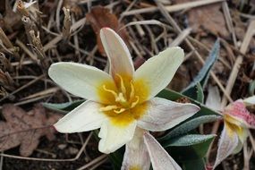 White Yellow tulip plant green iced leaves