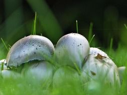 poisonous mushrooms in autumn