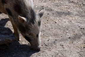 Wild pig on ground