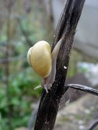 yellow snail on dry stem