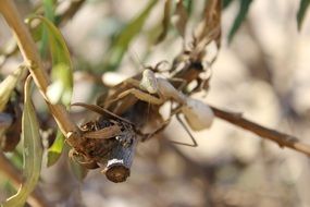 White mantis in wildlife
