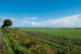 field landscape