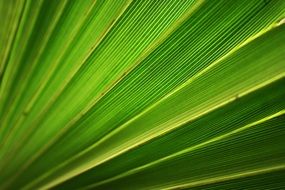 large green leaf of a tropical plant close-up