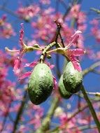 Green pods and beautiful pink flowers on the branches at blue sky background