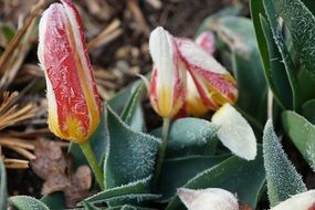 frosted tulip