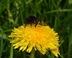honeybee pollinating yellow dandelion