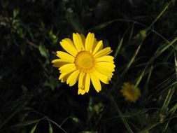 Yellow flower with the yellow petals