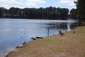 birds on the pond