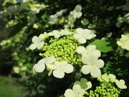 viburnum opulus guelder-rose shrub