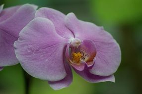 orchid purple macro photo