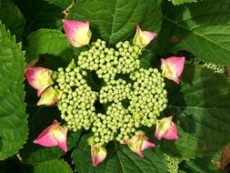 flower blossom in the green leaves