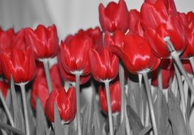 black and white photo of red tulips