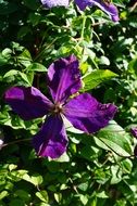 purple flower with four petals on a bush